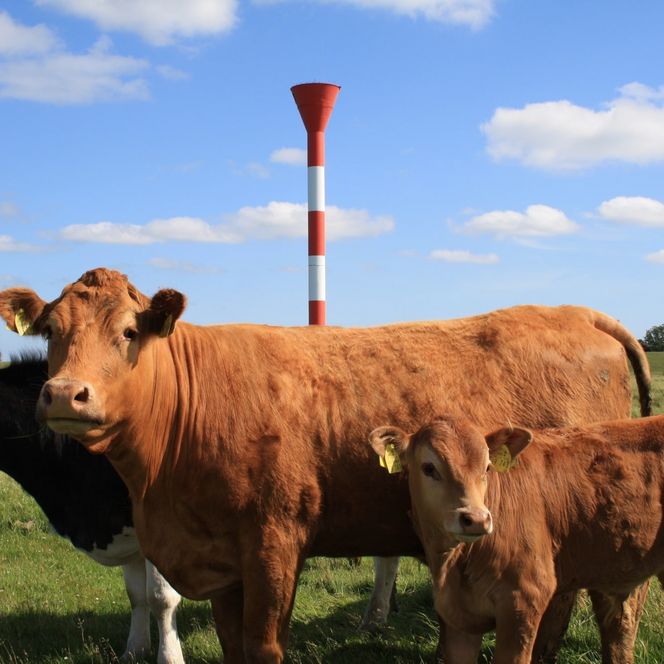 Mutterkühe auf Hof Marienthal im Nordseebad Otterndorf