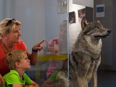 Frau und Kind schauen sich einen Wolf in der Erlebnisausstellung des MoorIZ an