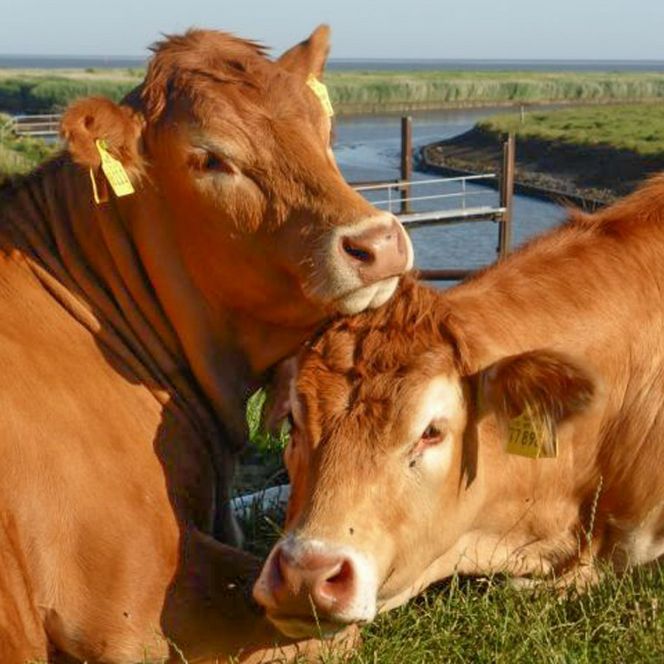 Kühe Hof Marienthal im Nordseebad Otterndorf