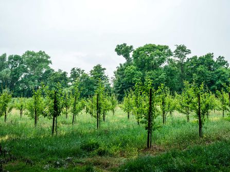 Apfelbäume am Norderteiler Deichweg im Nordseebad Otterndorf