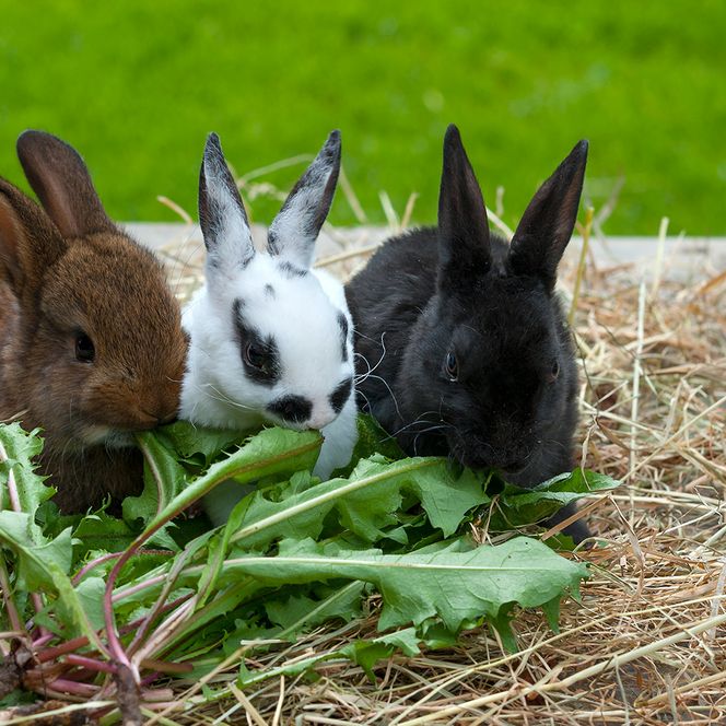Kaninchen im Nordseebad Otterndorf