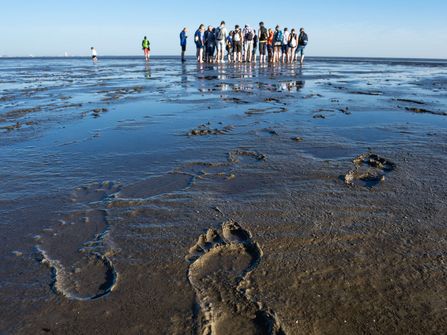 Eine Gruppe unternimmt eine Wattwanderung im Otterndorfer Watt