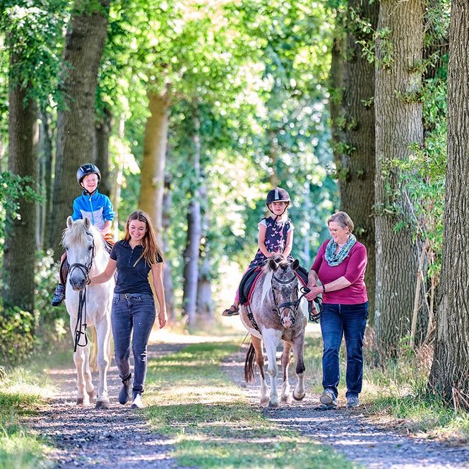 Pferde auf dem Hof Katthusen im Nordseebad Otterndorf